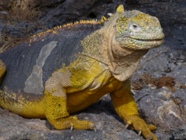 Galapagos - Land Iguana