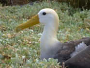 Galapgos - Albatros