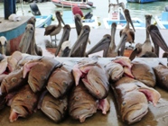 Galapagos St.Cruz - Fischmarkt
