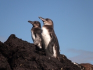 Galapagos Pinguine